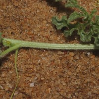 Citrullus colocynthis (L.) Schrad.